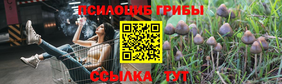 Псилоцибиновые грибы Psilocybine cubensis Шелехов